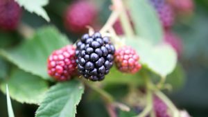 Brombeeren