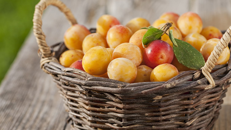 Saisonkalender September: Mirabellen im Korb für Kuchen