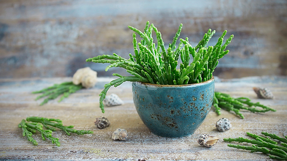 Meeresspargel, Salicornia, Queller